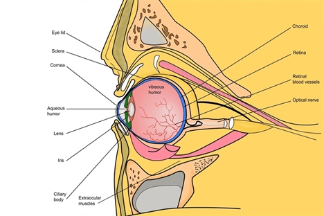 Current Technology Articles on Nice Approves Diabetic Eye Drug