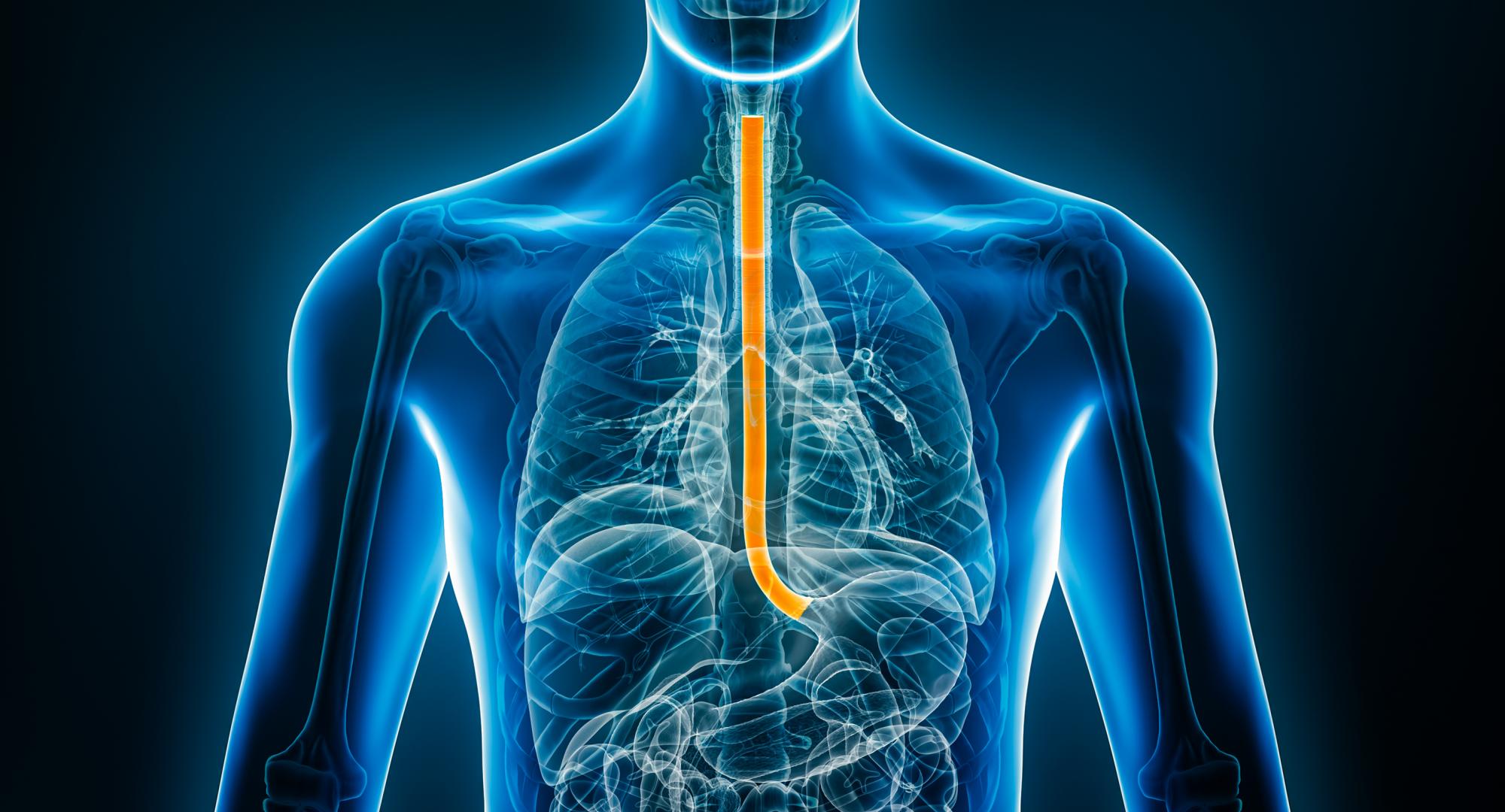 front view of the oesophagus