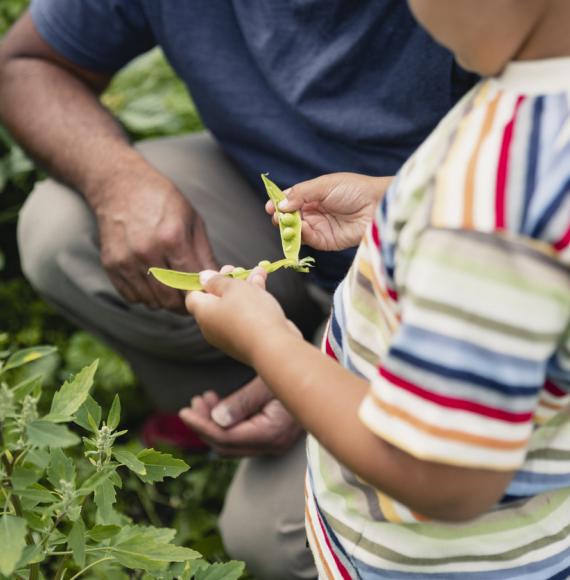 Sensory garden